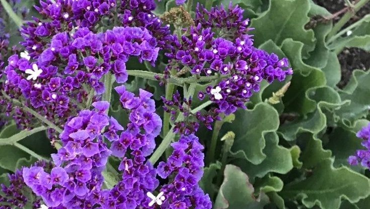 Il Limonium, un tipo tosto da riscoprire (e da esportare)