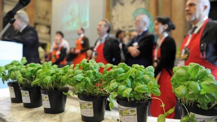 L’incredibile storia del pesto sequestrato: basilico genovese finito in Usa e tornato in Italia come salsa