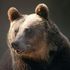 Dall’Appennino centrale alla Hudson Bay, la scienza nativa ci insegna come convivere con l’orso