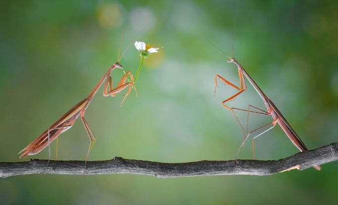 Permette, vuole un fiore? Il gesto romantico della mantide