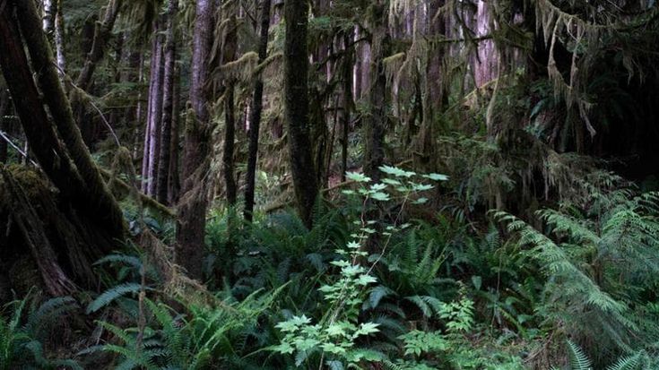 Canada. La lotta dei nativi per salvare quel che resta della foresta pluviale della Vancouver Island