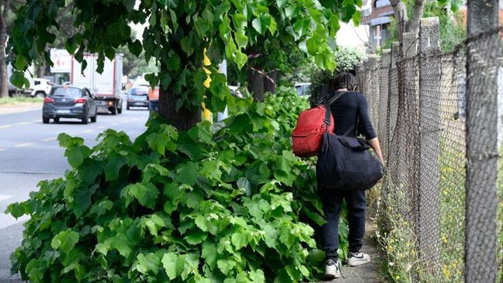 Roma dichiara guerra alle erbacce: task force Ama contro la giungla sui marciapiedi