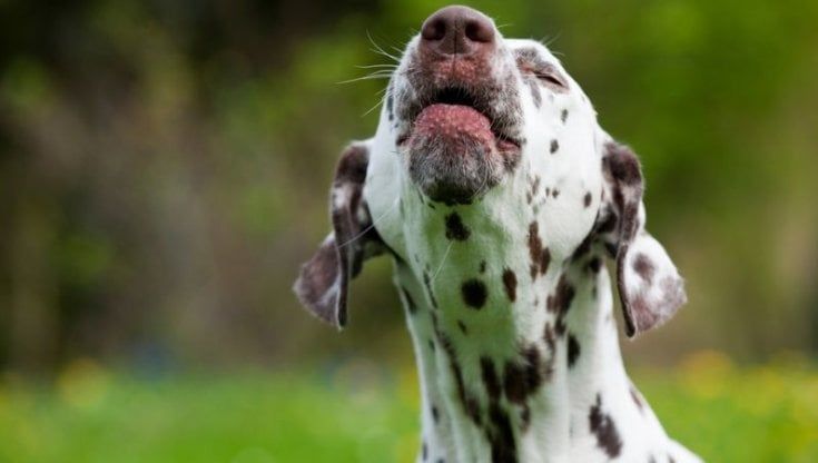 Recoaro Terme, l'ordinanza del sindaco che vieta l'abbaio notturno dei cani: "L'ho fatto per l'infermiera che non riesce più a dormire"