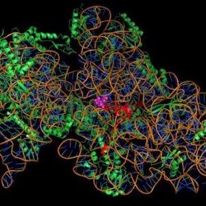 Tumori, l'arma dei batteri sintetici "kamikaze": colpiscono le cellule cancerose e si autodistruggono