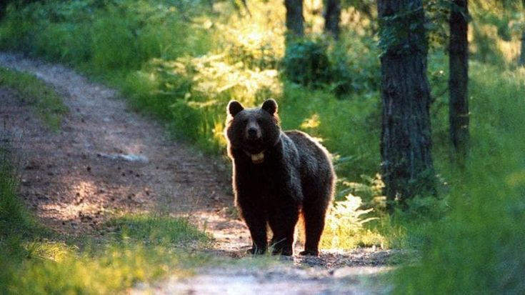Lupi, orsi e anche linci, il censimento dei grandi carnivori. Comazzi: “Così ci si può convivere”