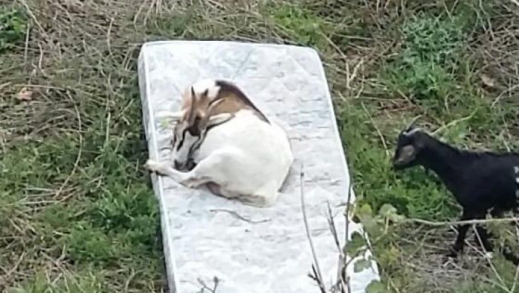 Roma "bestiale", la foto della capra sul materasso diventa virale