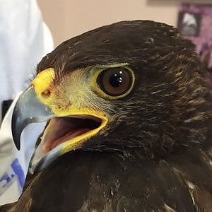 Un condor a Poggioreale