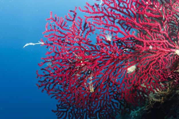 Giornata Mondiale Oceani. Wwf: "Un patrimonio su cui investire"