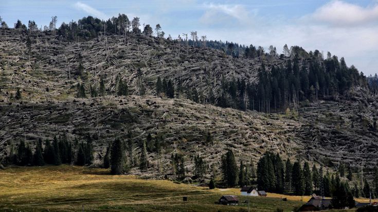 Un anno dopo sull'Altipiano di Asiago, devastato dal ciclone Vaia