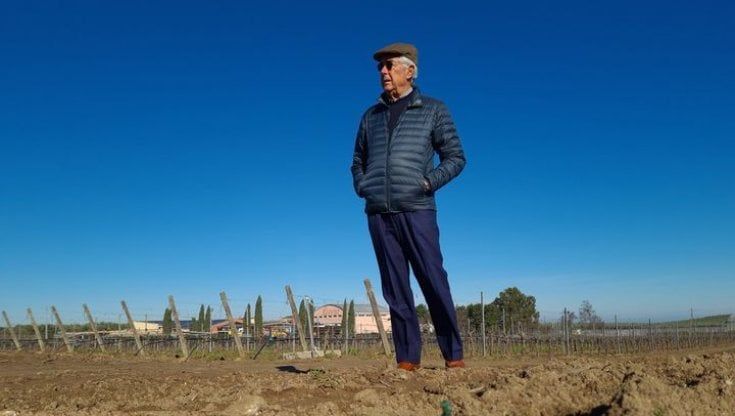 Maxi furto alle Cantine Rivera: ad Andria rubate 35mila piante. Il patron: "Ci hanno portato via il futuro"