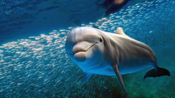 Animalia: perché dei delfini non ne sapremo mai abbastanza