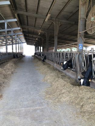 Nuovo yogurt made in Mugelloal gusto di marrone Igp