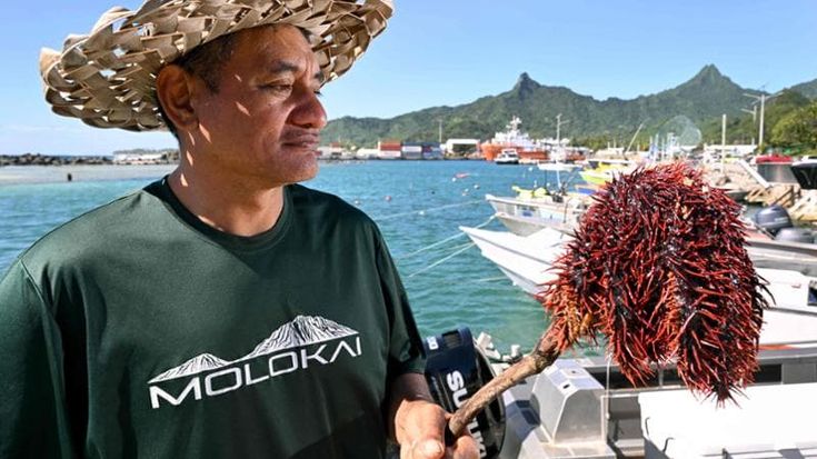 Isole Cook, crociata contro le stelle marine, l’ultimo flagello per la barriera corallina in agonia
