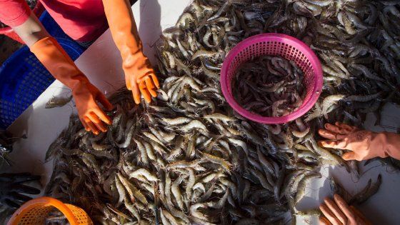 Gli schiavi liberati dalla prigionia del mare diventati eroi da Pulitzer