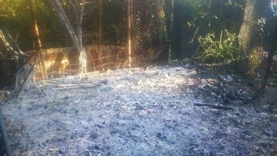 A fuoco la colonia felina di Milano: bruciate cucce e rifugi, i gatti si sono salvati