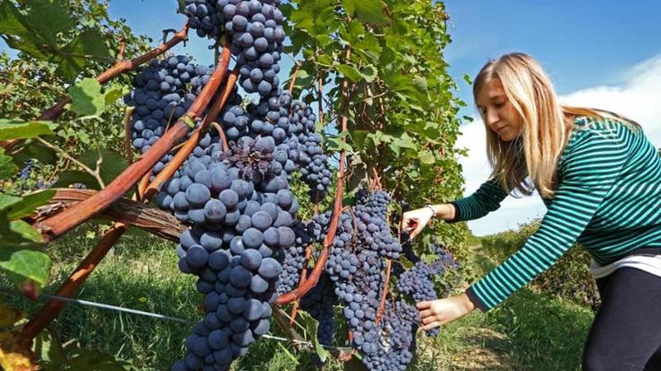 Due milioni per un ettaro: è il Barolo il vigneto più caro del mondo