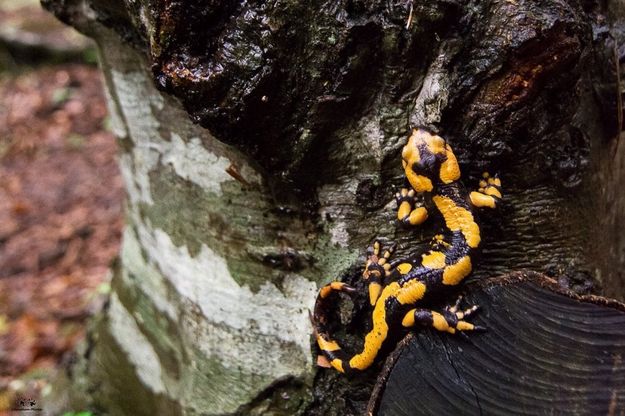 Nel Salernitano alla ricerca della salamandra pezzata