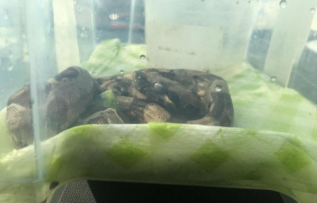 Roma, scoperti due boa constrictor a Ostia: erano in un'area verde