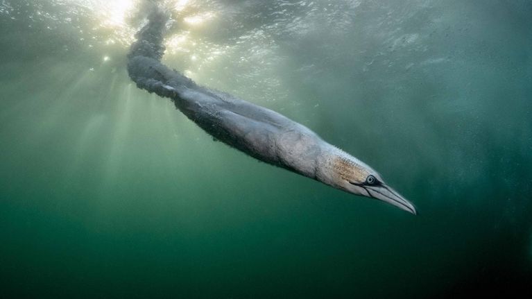 Bird Photographer of the Year 2026: il tuffo della sula e gli altri scatti vincitori