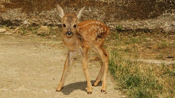 Brescia, uccidono mamma capriolo e il suo cucciolo: denunciati sette bracconieri