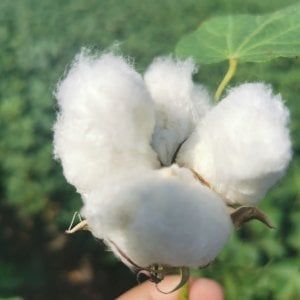 Il primo raccolto di cotone Made in Italy