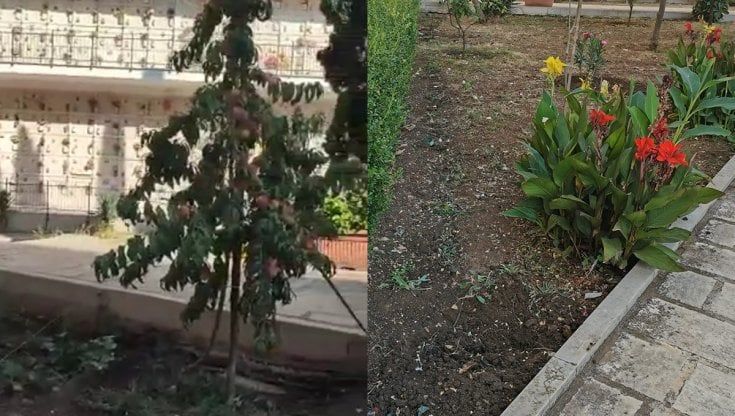 Molfetta, zucchine e pomodori coltivati tra le lapidi: spunta l'orto nel cimitero