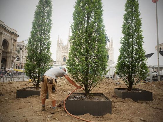 Milano, in piazza Duomo sono spuntati i primi alberi