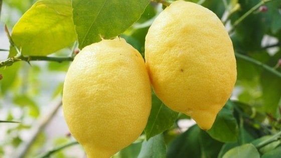 L’allarme di Coldiretti: “Prezzo del limone raddoppiato per il Coronavirus”
