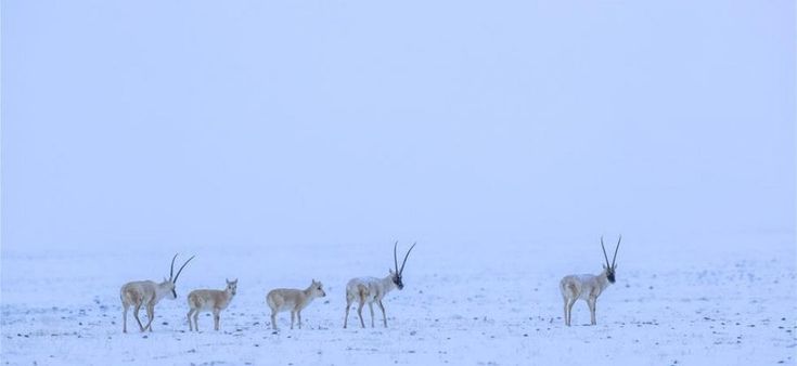 Cina, nel parco raddoppiano antilopi e yak