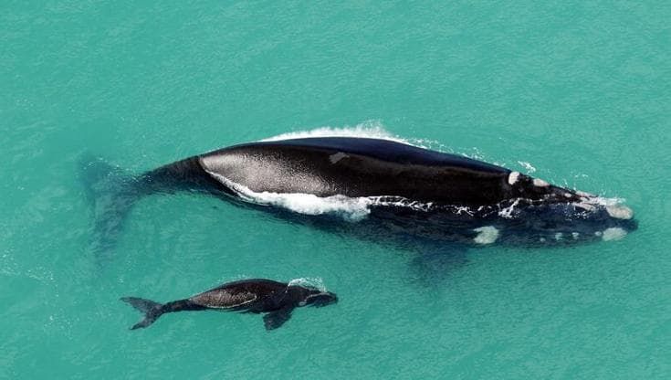 Cosa ci insegnano le balene franche su come l'uomo sta cambiando i mari