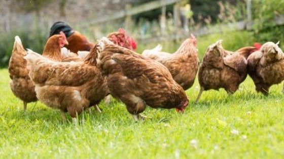 Nel futuro il mangime per pollame sarà a base di insetti