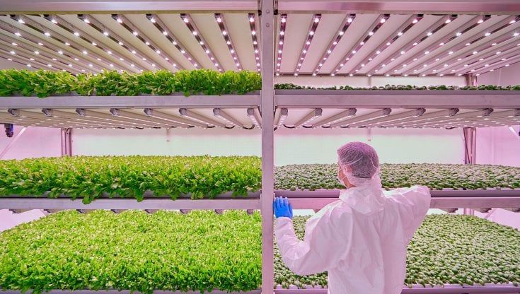 Nell'orto verticale di Planet Farms a Cinisello Balsamo: qui le ricette luminose per coltivare la rucola "perfetta"