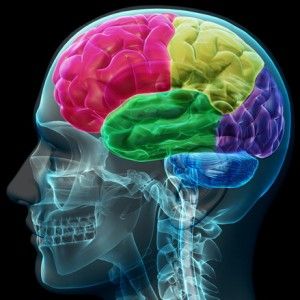 Studio tedesco: guardare film porno "restringe il cervello"
