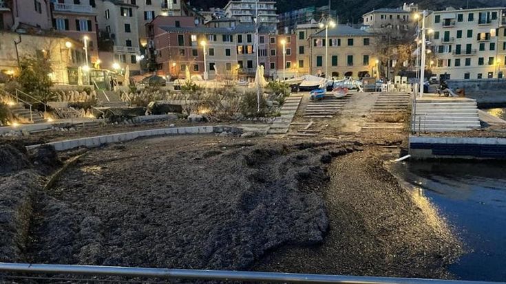 Nervi, porticciolo soffocato dalle alghe, e la pulizia la pagano i cittadini. Le foto dell’invasione