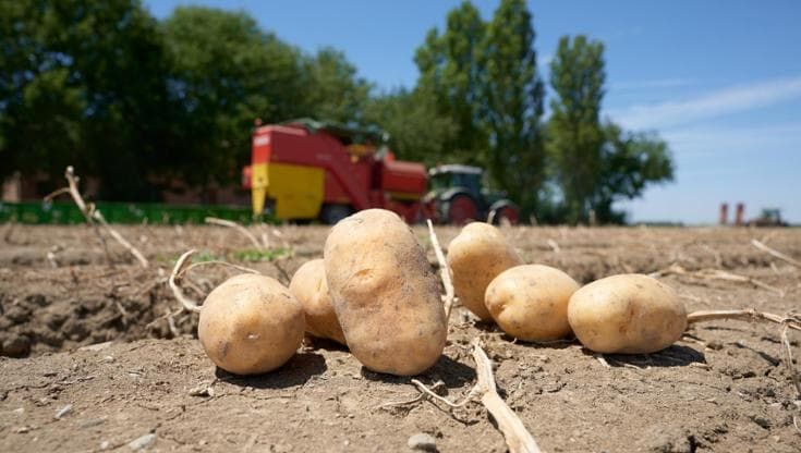Patate più piccole e più care: la crisi dovuta al cambiamento climatico