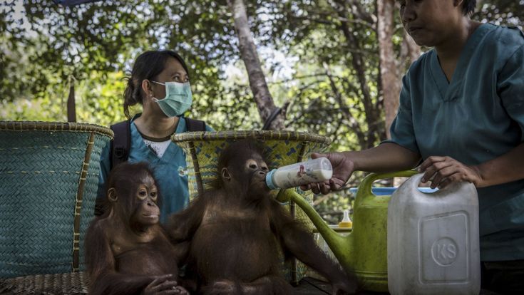 Gli ultimi oranghi del Borneo