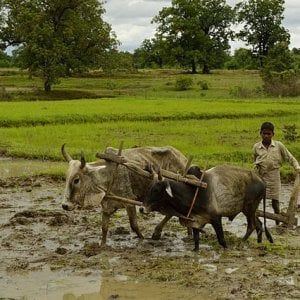 India, mistero a Madhya Pradesh: 80 suicidi su 2.500 abitanti dall'inizio dell'anno