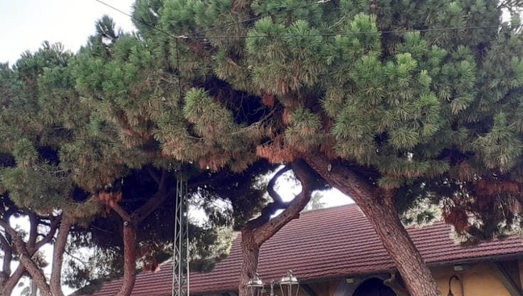 Sanremo, la battaglia dei pini malati: “Sono stati avvelenati”
