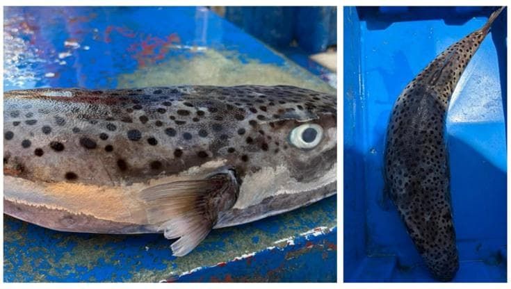 Porto Cesareo, pescatore trova in acqua esemplare di pesce palla maculato. “Può essere letale”