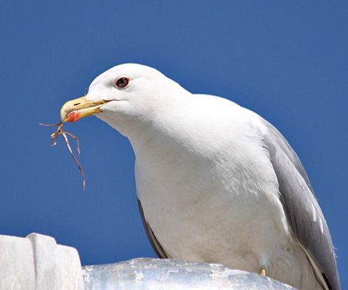 "Distrutta una colonia di gabbiani"<br />Torino, Wwf contro Leroy Merlin