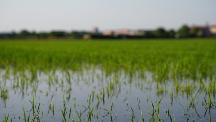 Siccità, in Lombardia stretta ai rubinetti in 175 Comuni: ma in pianura acquedotti pieni