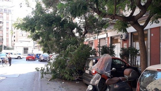Palermo, emergenza potature: dieci addetti per 70mila alberi