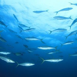 Conserve ittiche: Mare Aperto azzera le emissioni di CO2