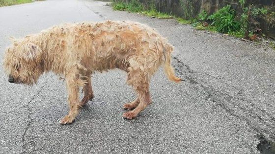  La favola a lieto fine del cane Gennaro: ritrova il proprietario dopo dieci anni