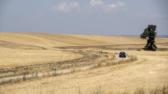 Siccità, per un chilo di riso 3.400 litri d'acqua: la lotta per fermare lo spreco nei campi