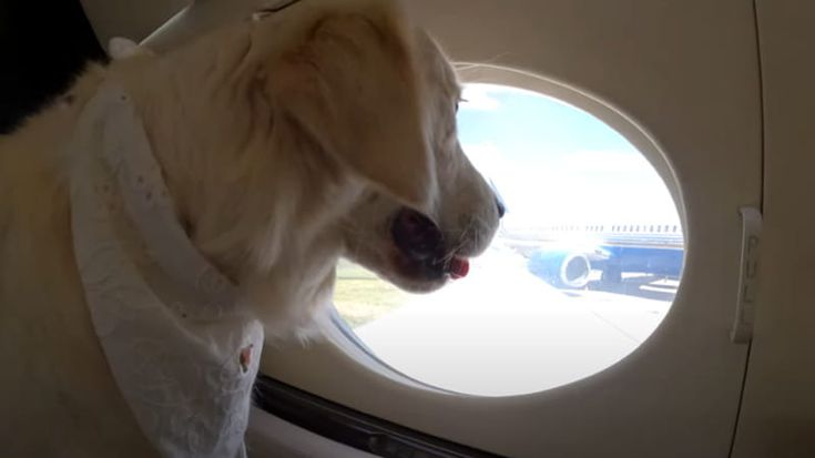 Ita, primo volo di prova con grossi cani in cabina. Adesione alle regole Enac a favore degli animali