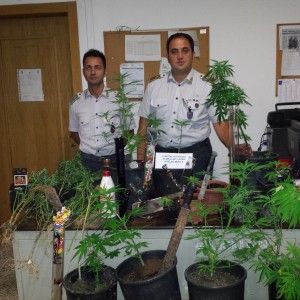 Per arrotondare la "paghetta" coltivano cannabis nei boschi