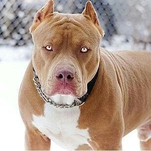 Massa Carrara, tenta di uccidere i suoi cani: "Sono posseduti dal demonio"