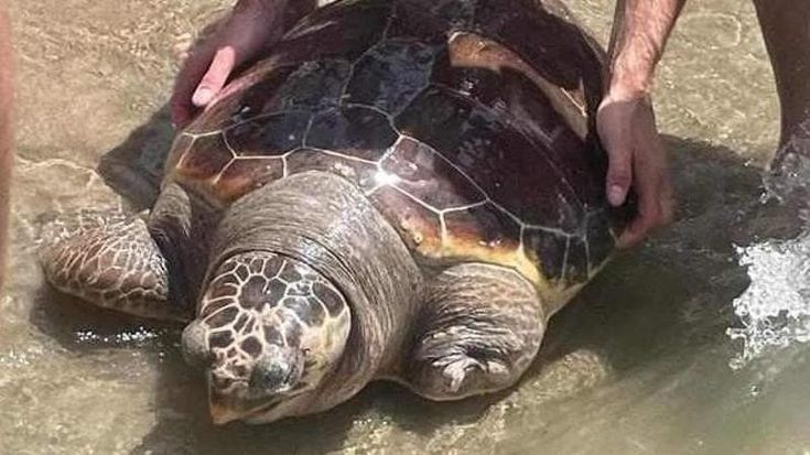 Strage di tartarughe marine nel casertano “Stop alla mattanza, colpa dei pescatori di frodo”
