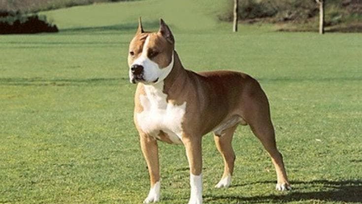 Donna incinta perse figlio dopo aggressione al suo cane: nessuna colpa del proprietario dell'amstaff